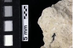 Foto (Detailansicht) von Galatheoidea indet. (NHMW-GEO-1990-0041-0182)